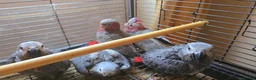 Cockatoo birds for sale: Hand-Raised cockatoo Galah Baby Parrot - Advert 10