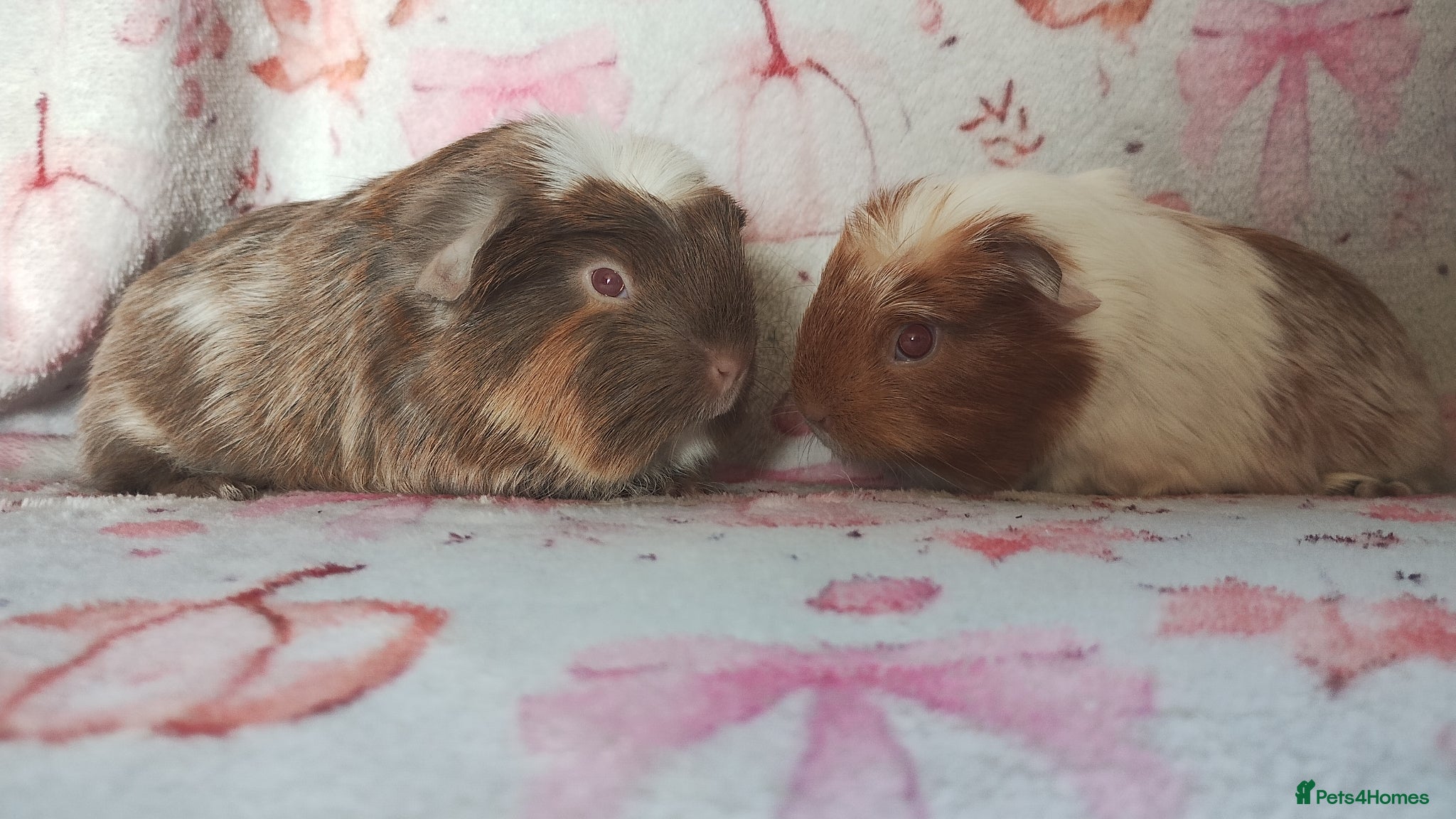 Guinea Pig rodents Baby cornet girls ready now as of the 28th April  - Advert 15