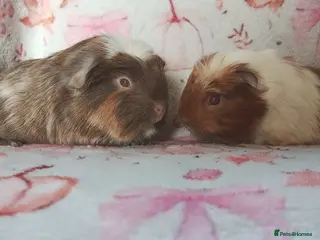 Guinea Pig rodents Baby cornet girls ready now as of the 28th April - Advert 15