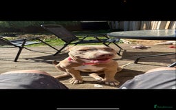 Mixed Breed dogs for sale: Dog for sale - Image 3