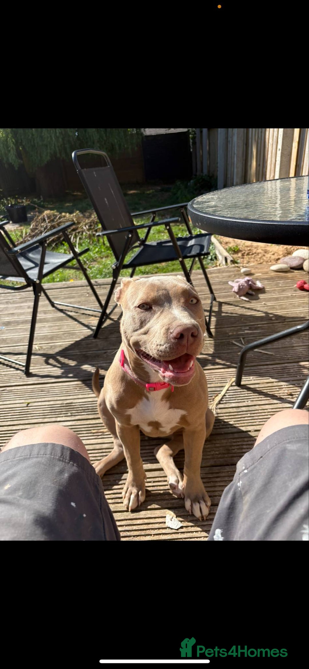 Mixed Breed dogs for sale: Dog for sale - Image 3