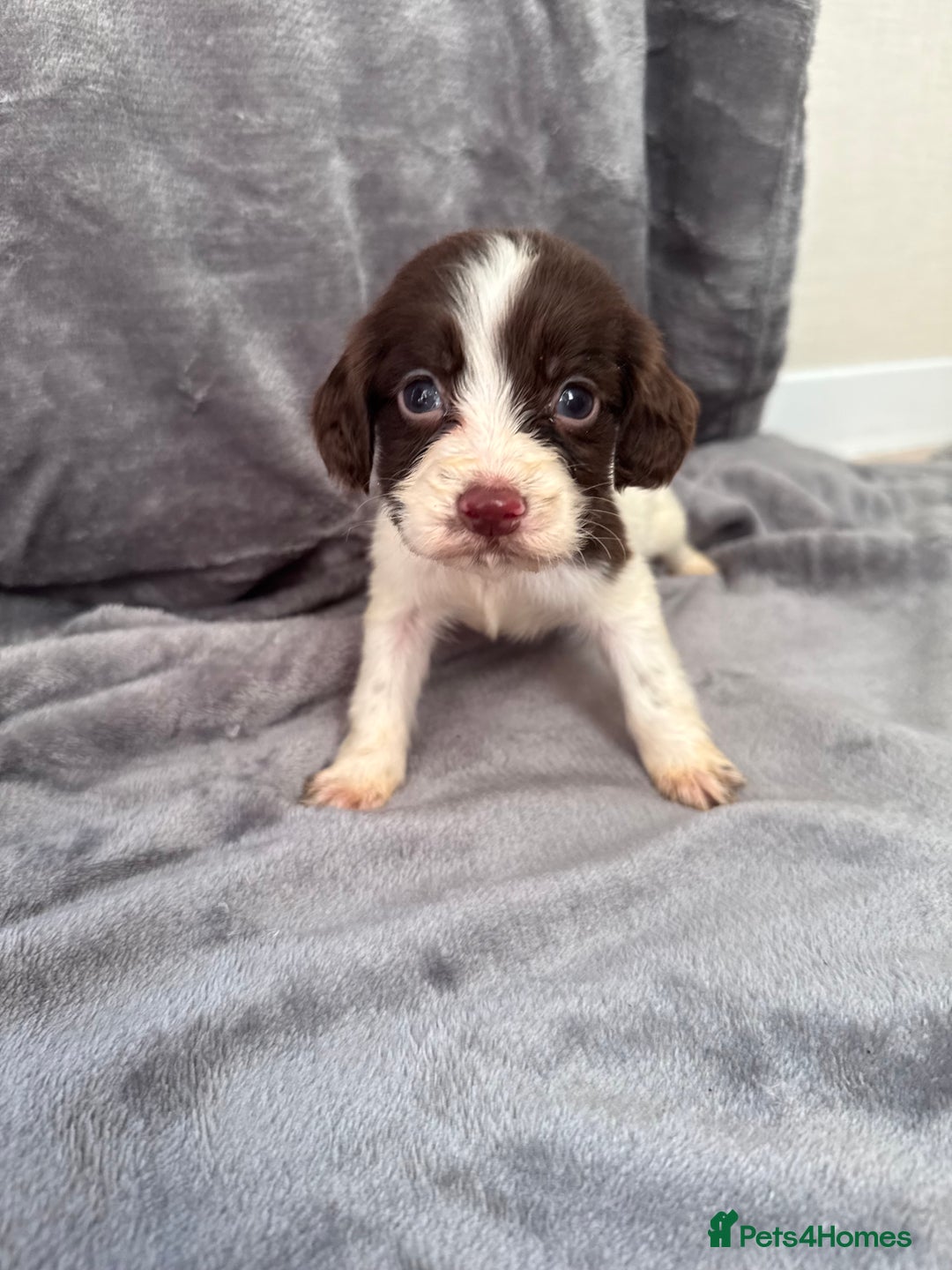 Cocker Spaniel dogs for sale: Cocker spaniel pups  - Advert 14