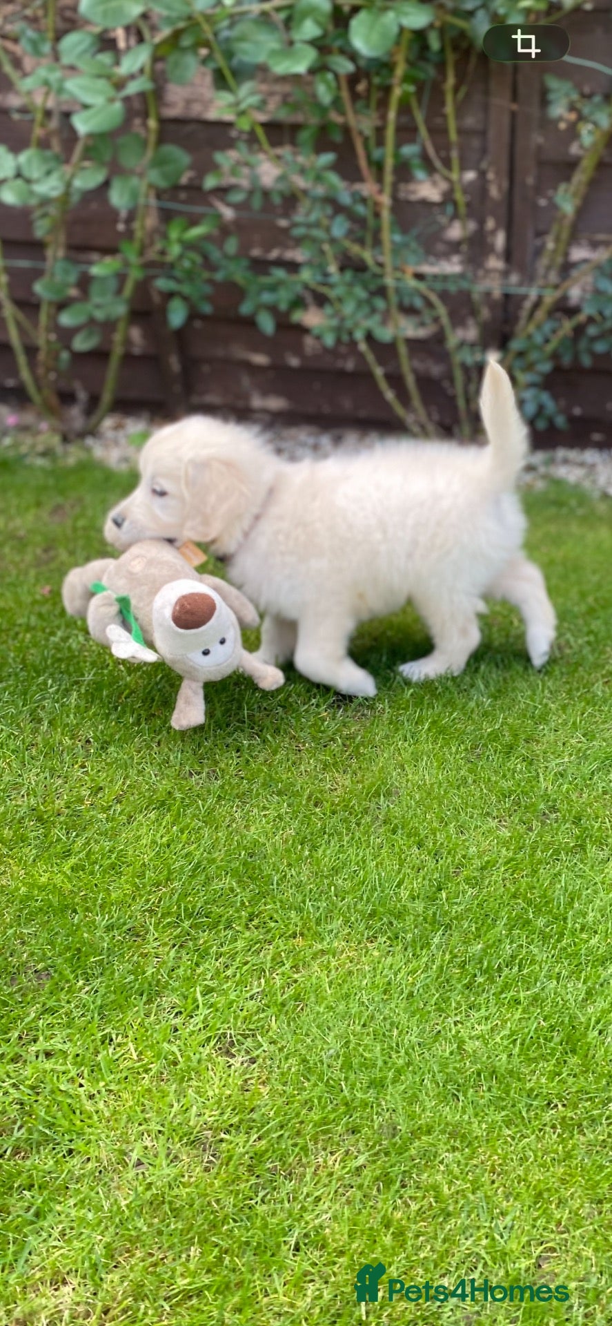 Golden Retriever dogs Kc golden retrievers  - Advert 1