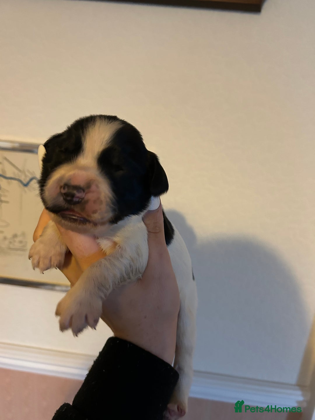 English Springer Spaniel dogs for sale: Lovely ESS Litter Due - Advert 7