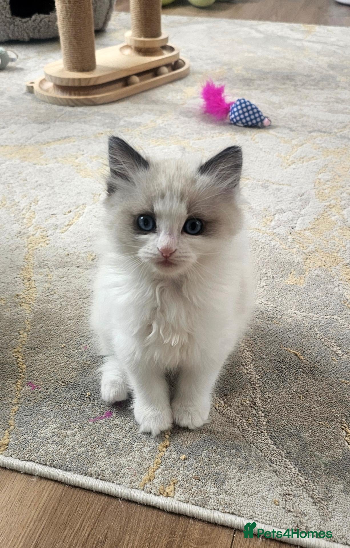 Ragdoll cats Purebred Pedigree Ragdoll kittens - Advert 2