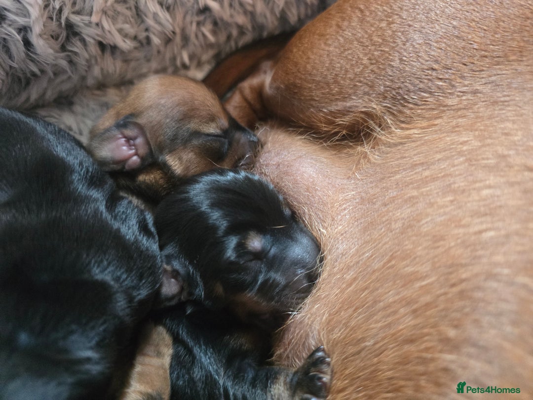 Miniature Dachshund dogs for sale: Miniature Dachshunds Seeking Forever Homes - Image 19