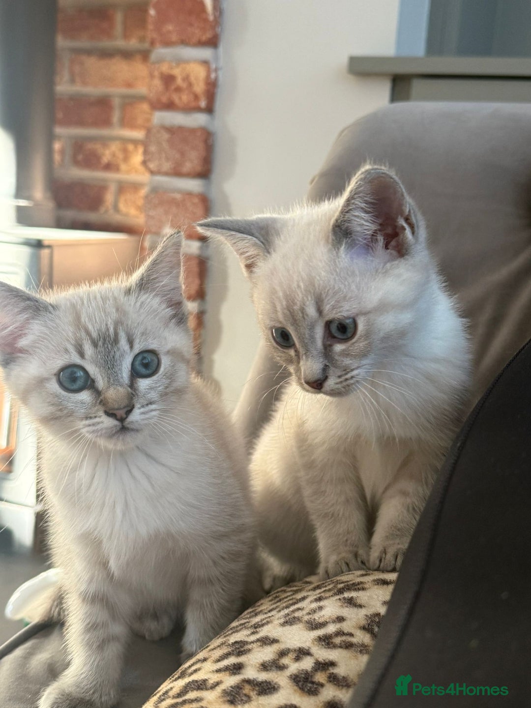 British Shorthair cats for sale: British colourpoint cross Ragdoll kittens - Advert 4