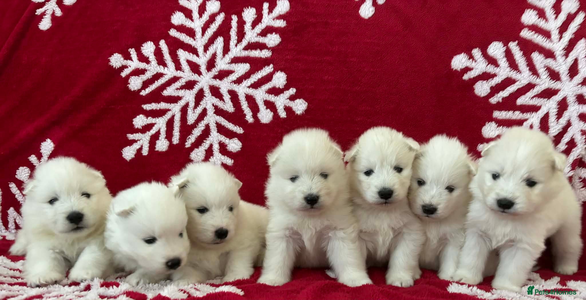 Samoyed dogs KC reg. Samoyed puppies with champ bloodline  - Advert 3