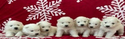 Samoyed dogs for sale: KC reg. Samoyed puppies with champ bloodline  - Advert 1