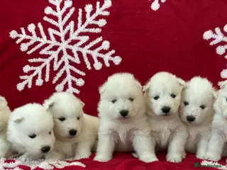 Samoyed dogs KC reg. Samoyed puppies with champ bloodline - Advert 8
