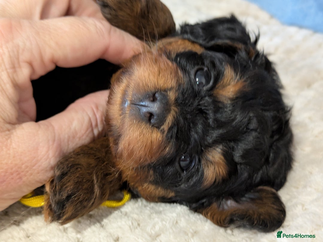 Pomapoo dogs for sale: Gorgeous Pomapoo puppies  - Image 1