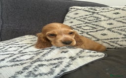Cocker Spaniel dogs for sale: Beautiful show type cocker spaniel puppies - Image 2