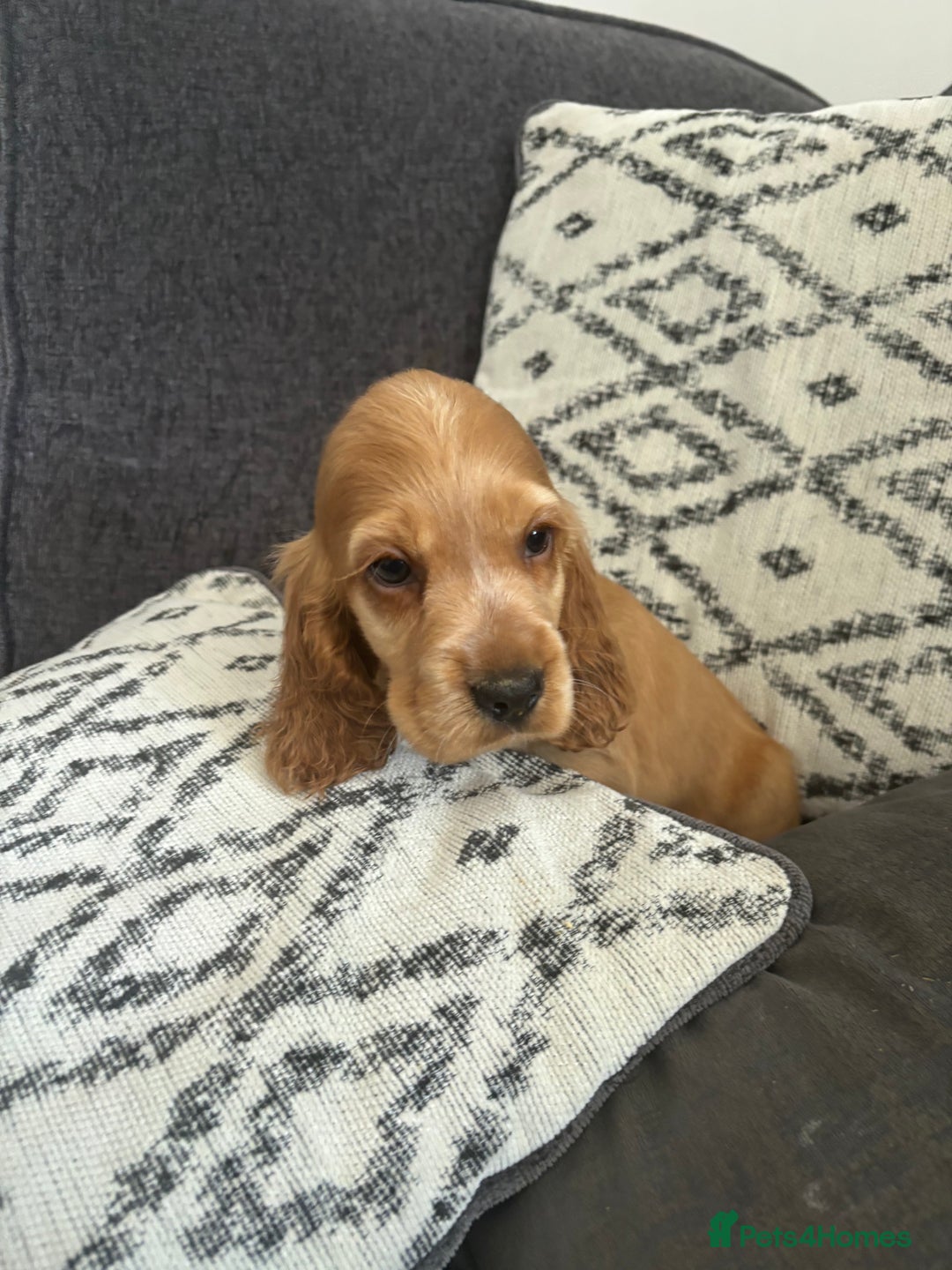 Cocker Spaniel dogs for sale: Beautiful show type cocker spaniel puppies - Image 2