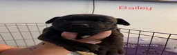Staffordshire Bull Terrier dogs for sale: Staffordshire Bull Terrier Pups - Advert 3