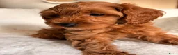 Cavapoo dogs for sale: Stunning Red F1b cavapoo puppies - Advert 20
