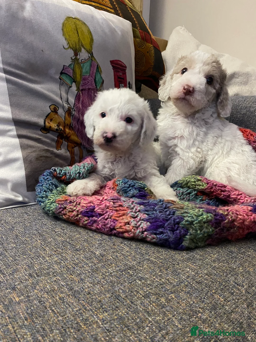 Australian Labradoodle dogs for sale: Australian Labradoodle Puppies - Advert 3