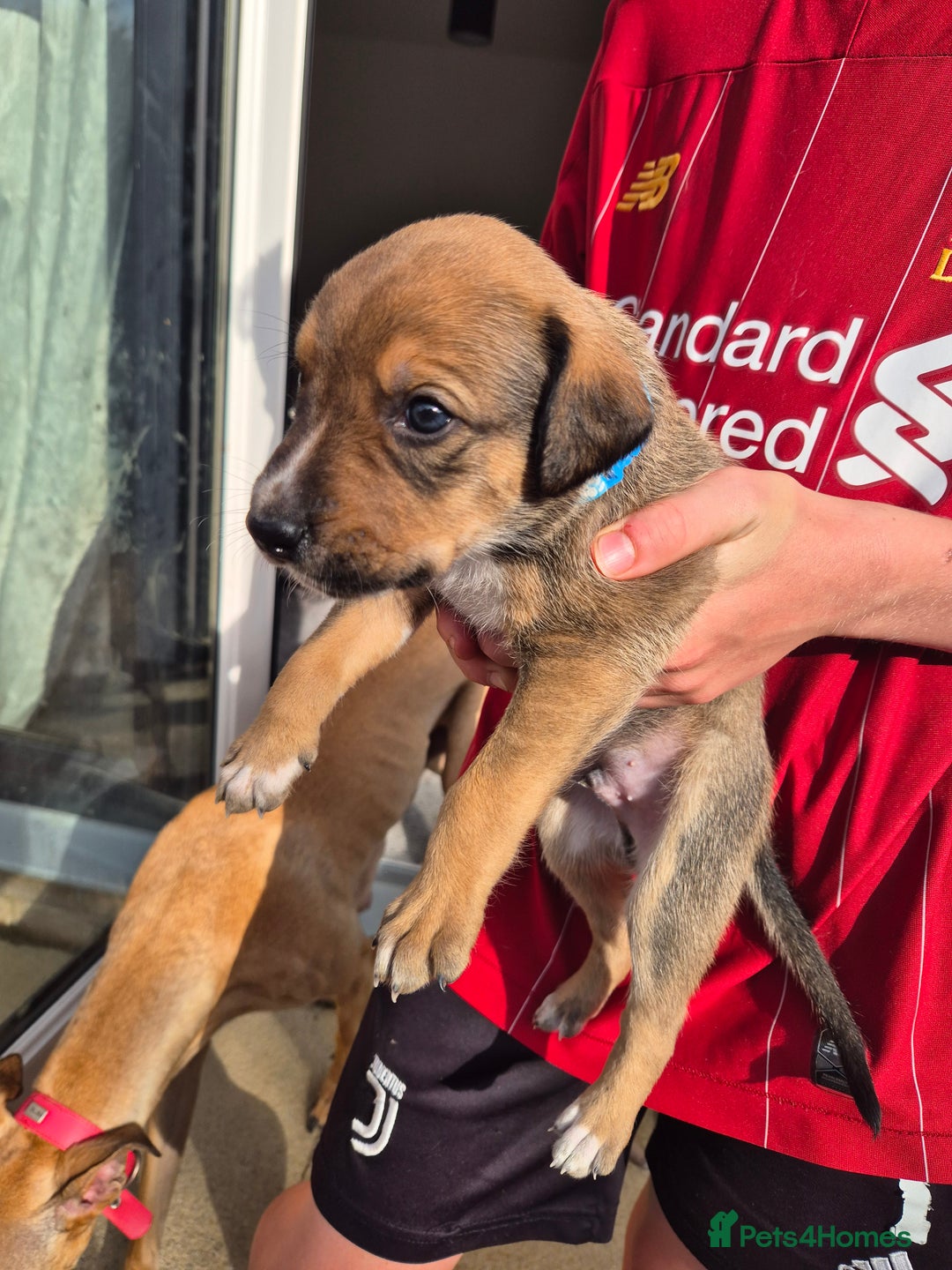 Mixed Breed dogs for sale: Lurcher x staff  in Sturminster Newton - Image 12