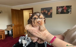 Cocker Spaniel dogs for sale: KC Reg Show Cocker Ext health tested - Image 28