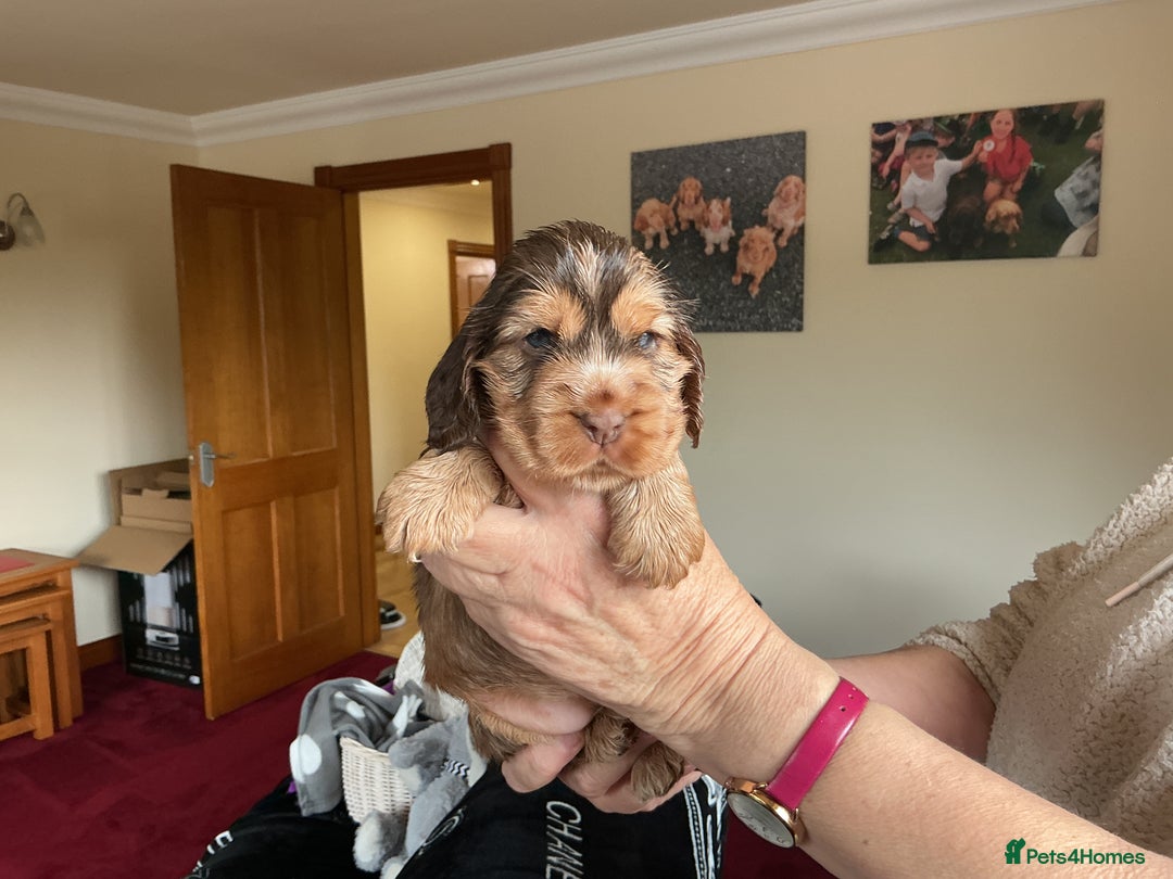 Cocker Spaniel dogs for sale: KC Reg Show Cocker Ext health tested - Image 28