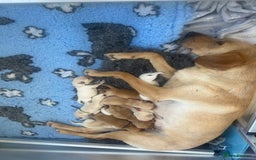 Labrador Retriever dogs for sale: Stunning Working bred yellow Labs Raised in home - Image 14