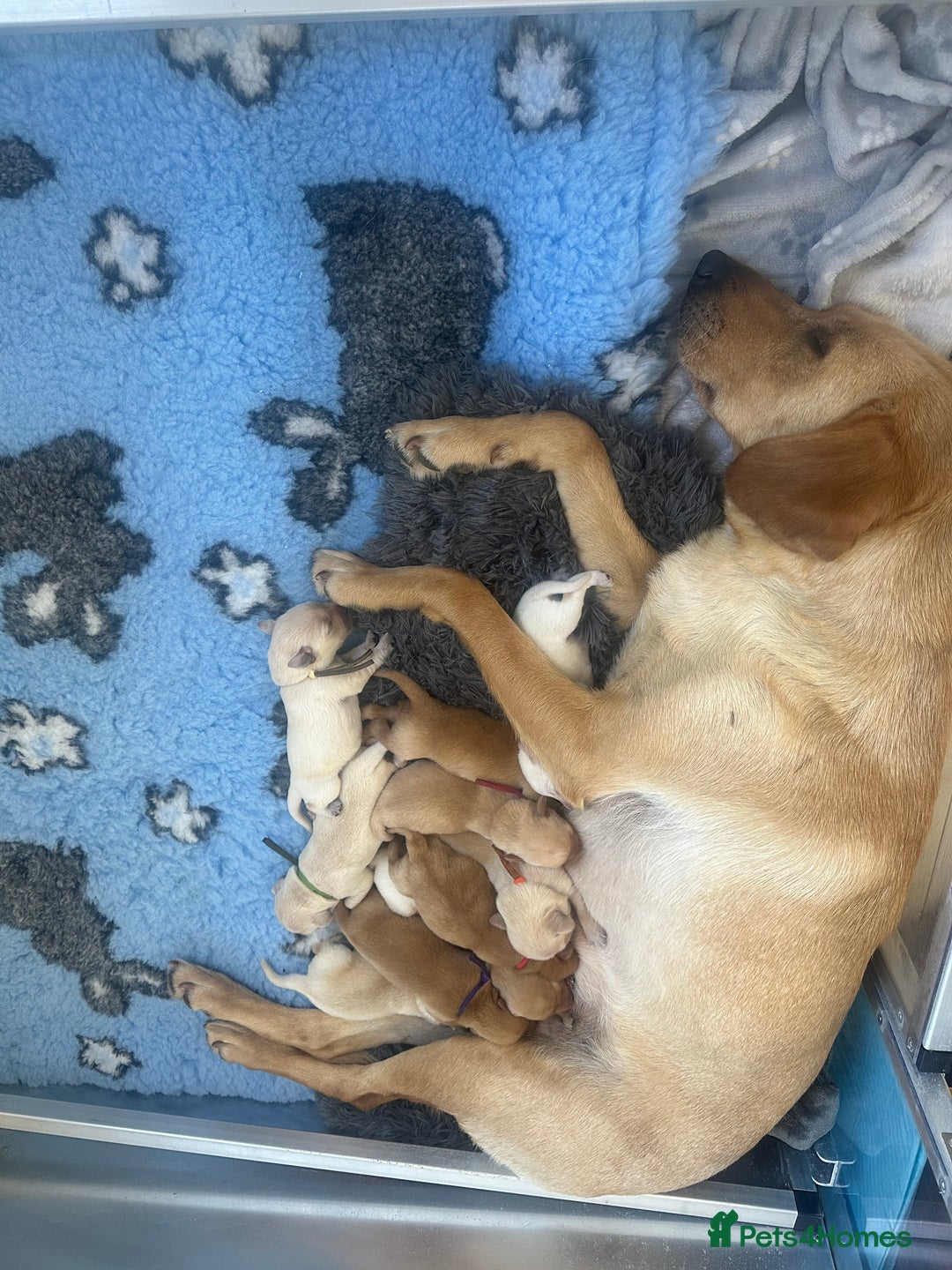Labrador Retriever dogs for sale: Stunning Working bred yellow Labs Raised in home - Image 14