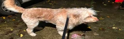 Goldendoodle dogs for sale: Beautiful 4-Year-Old Goldendoodle - Advert 5