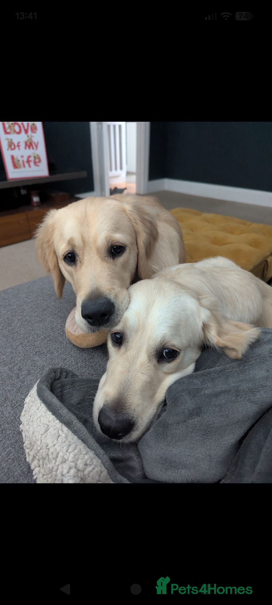 Golden Retriever dogs Gorgeous golden retriever sisters  - Advert 16