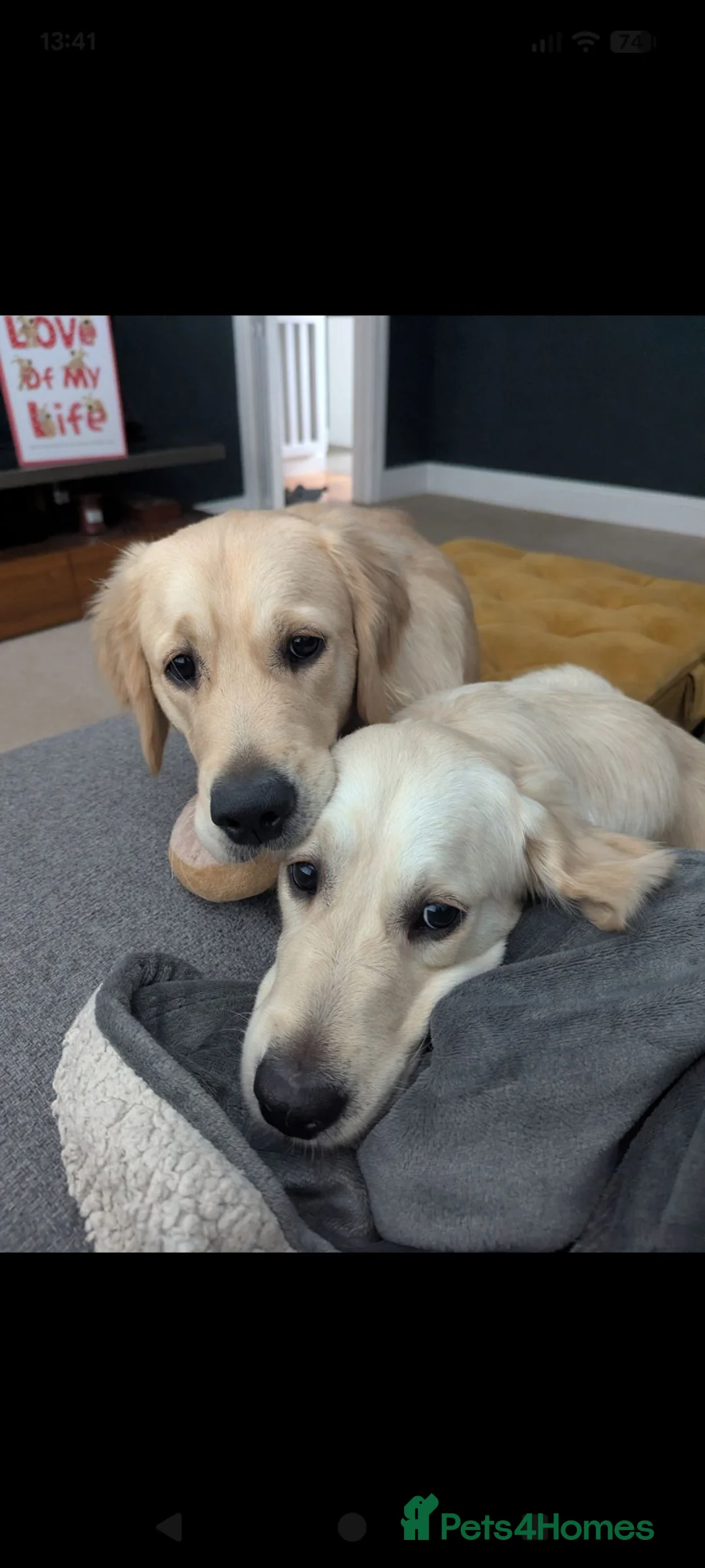 Golden Retriever dogs for sale: Gorgeous golden retriever sisters  - Advert 1