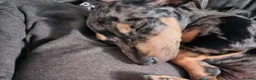 Miniature Pinscher dogs for sale: Merle Miniature harlequin pinscher in Corby - Advert 4