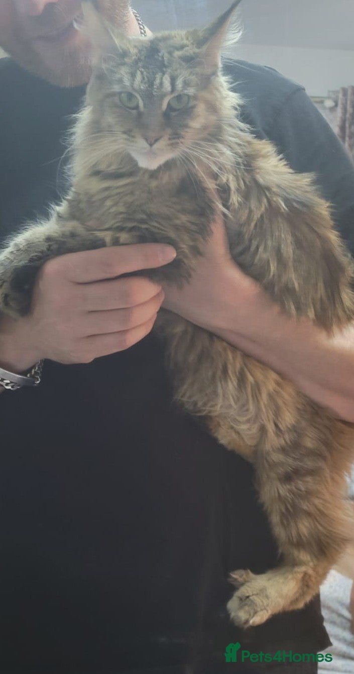 Maine Coon cats 4 Affectionate Maine Coon Kittens For Sale  - Advert 2