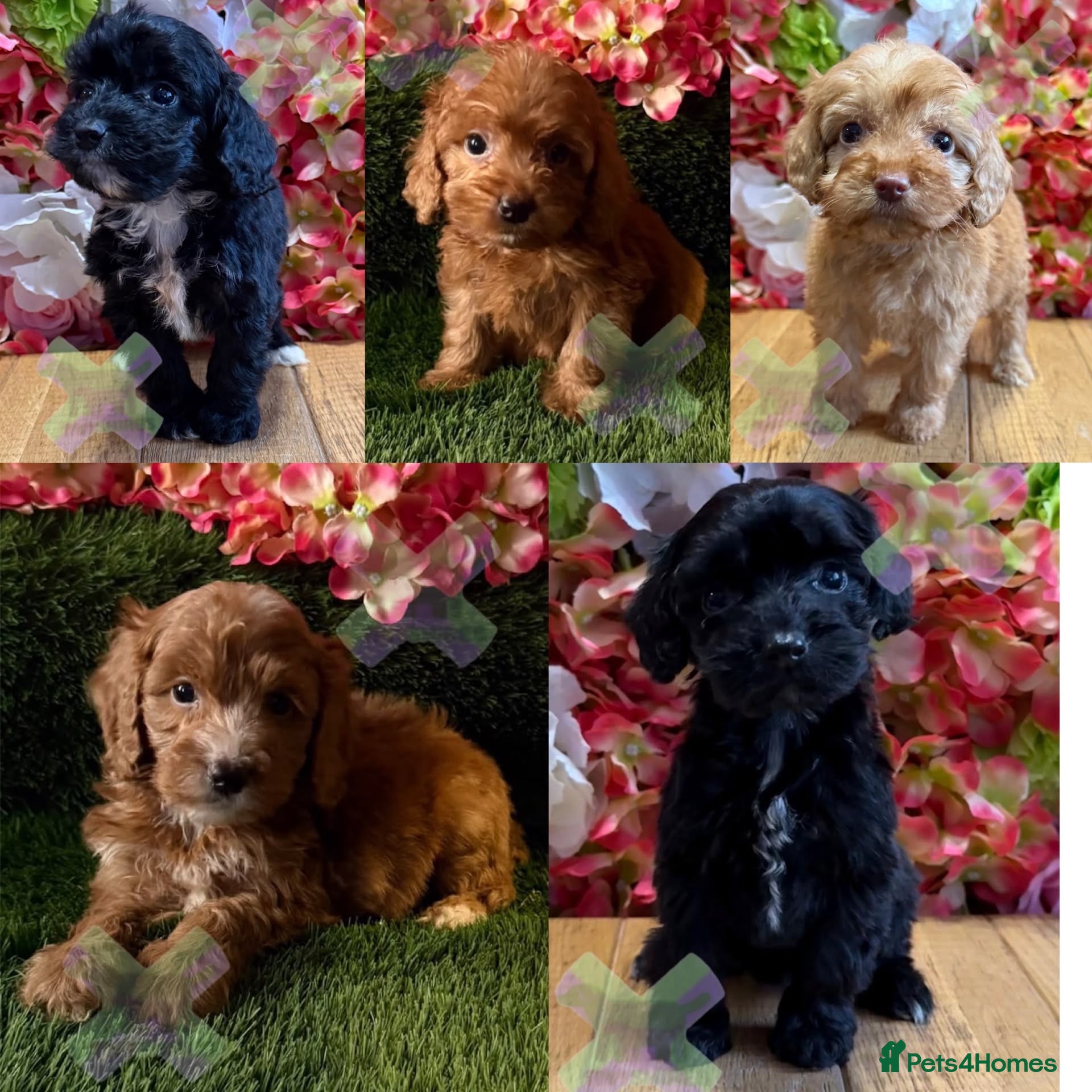 Cockapoo dogs F1 mini Cockapoo’s 30 dna health tested clear  - Advert 1