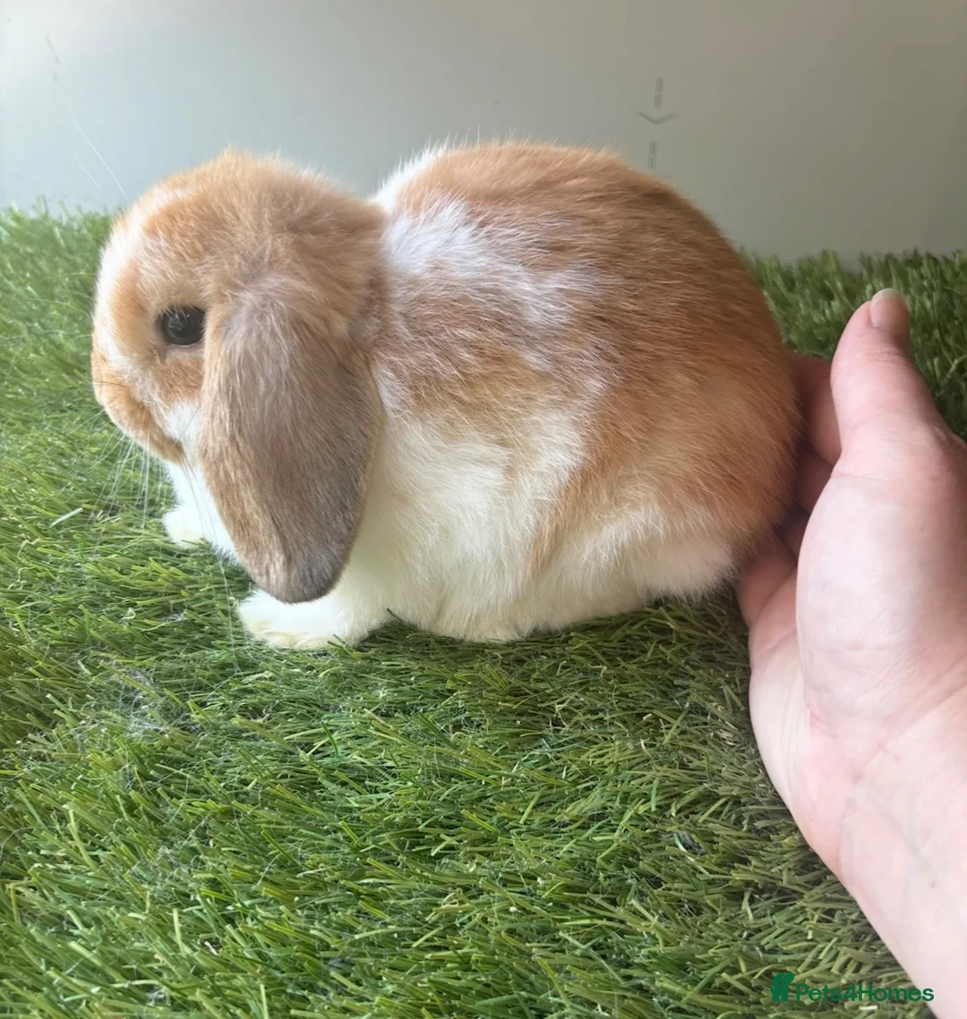 Mini Lop rabbits for sale: Stunning mini lop babies - amazing temperaments  - Advert 1