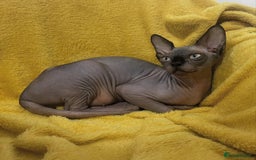 Sphynx cats for sale: TICA ACTIVE SPHYNX pet or breeding - Image 2