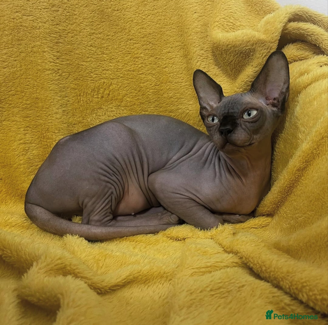 Sphynx cats for sale: TICA ACTIVE SPHYNX pet or breeding - Image 2
