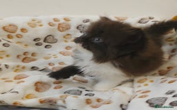 Persian cats for sale: Stunning Persian kittens ready 21st August - Image 7