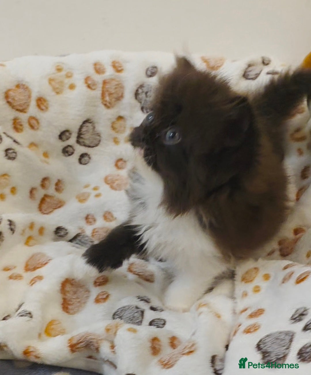 Persian cats for sale: Stunning Persian kittens ready 21st August - Image 7