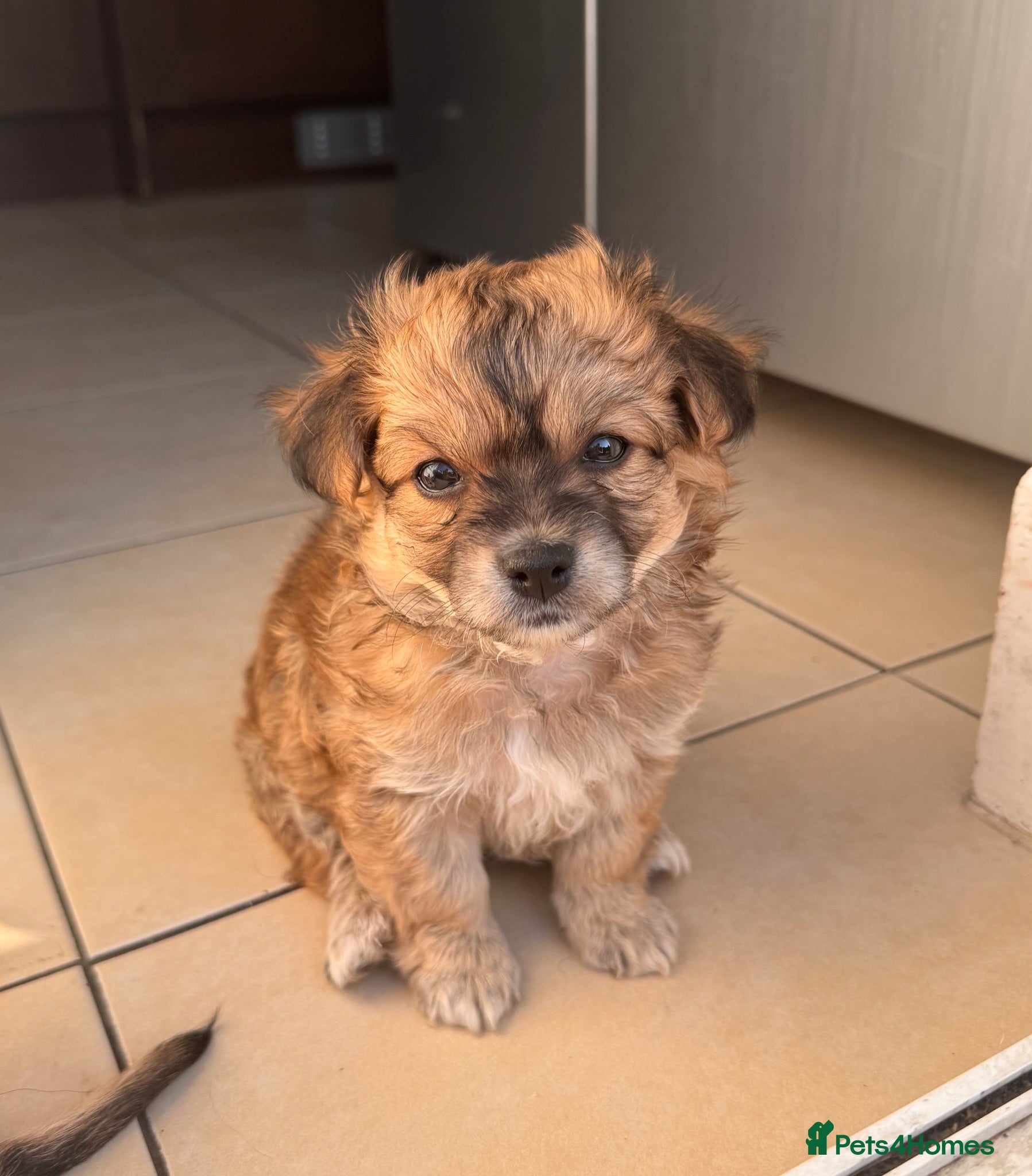 Pomchi dogs Pomchi puppies - Advert 12