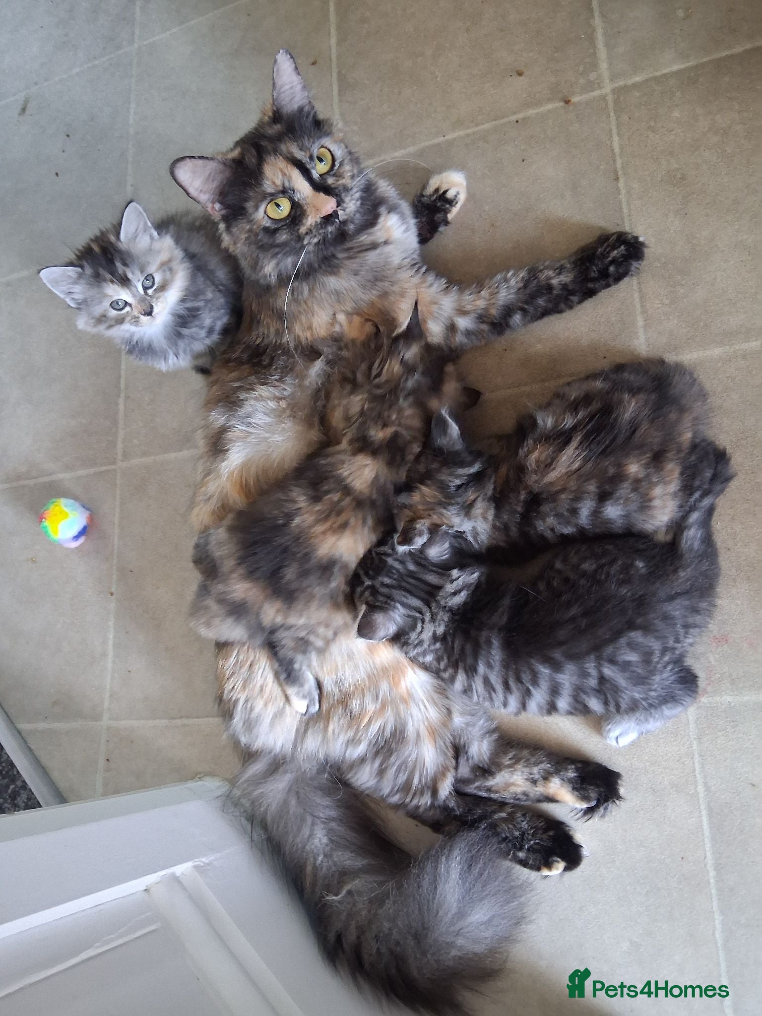 Mixed Breed cats 5 super fluffy female kittens - Advert 1