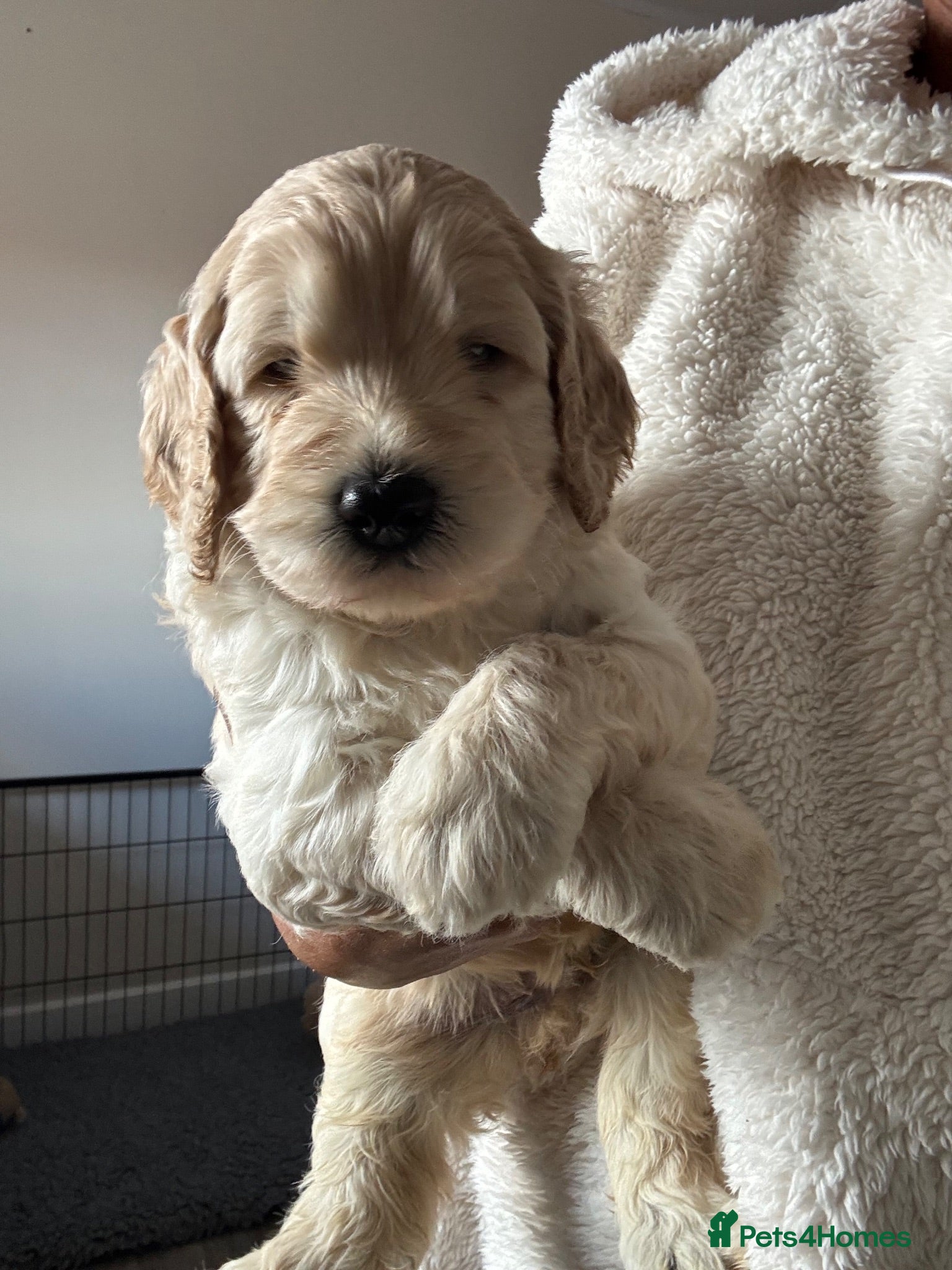 Mixed Breed dogs Stunning labradoodle puppies - Advert 2