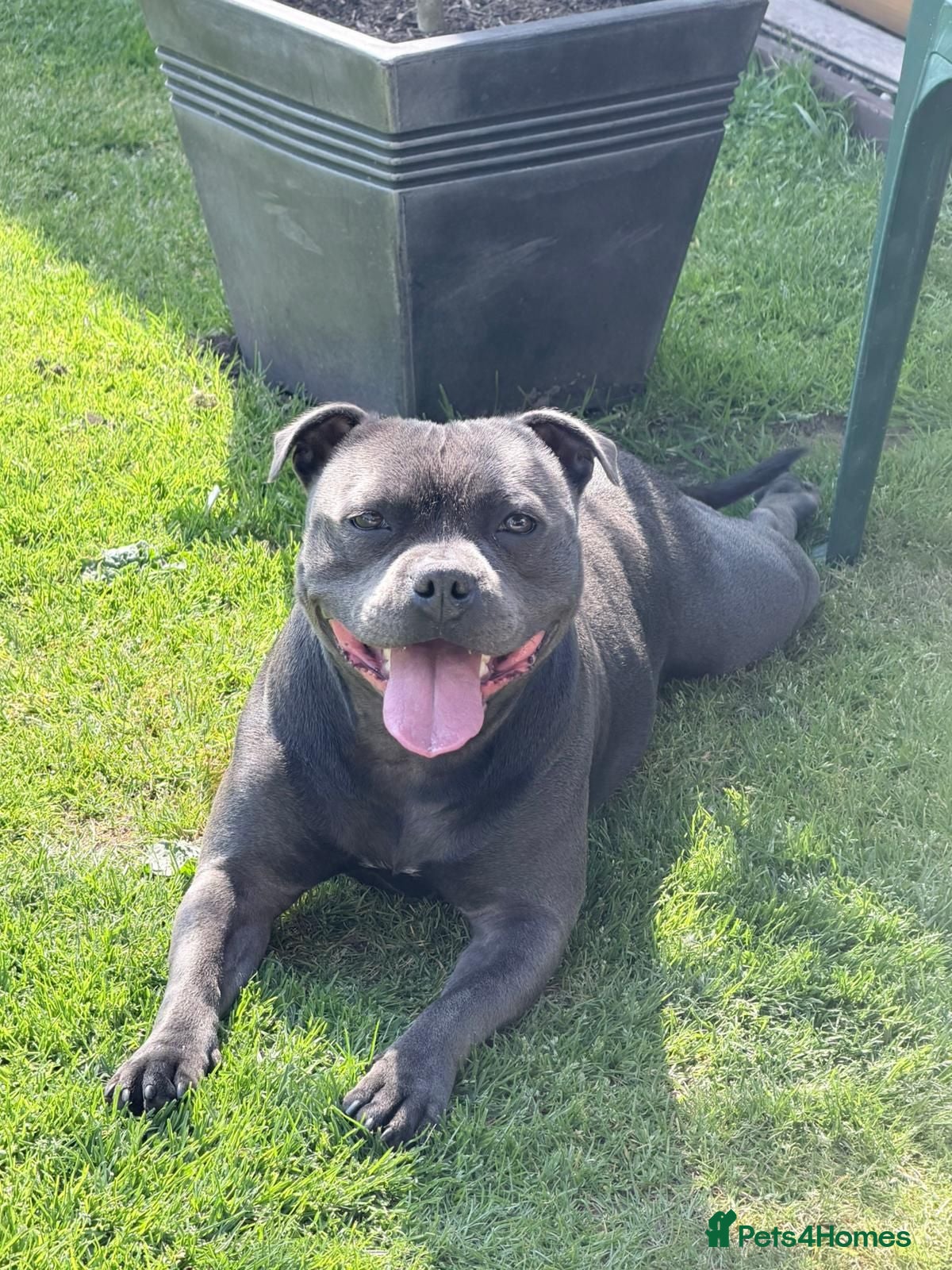 Staffordshire Bull Terrier dogs KC REGISTERED Staffordshire Bull Terrier - Advert 1