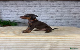 Dobermann dogs for sale: Dobermann puppies Champion bloodline, kc reg - Image 8
