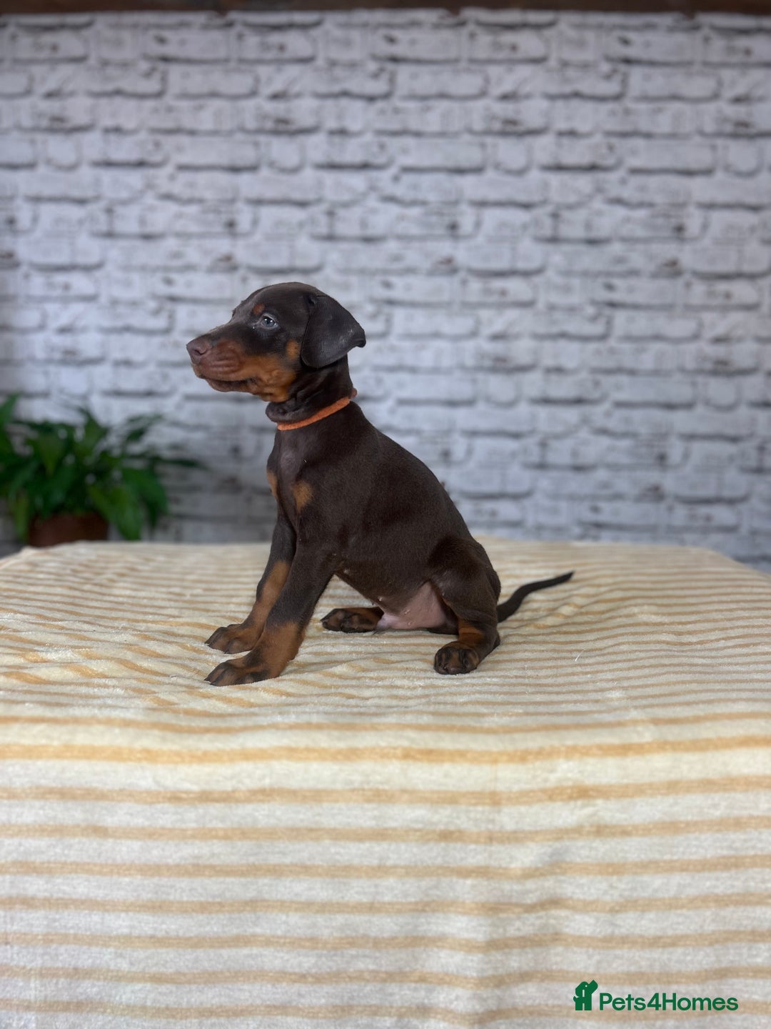 Dobermann dogs for sale: Dobermann puppies Champion bloodline, kc reg - Image 8
