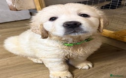 Golden Retriever dogs for sale: 1 boy available KC Reg Golden Retriever  - Image 4