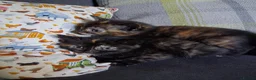 Mixed Breed cats for sale: Mixed colour/ price kittens looking for 5* home - Advert 4