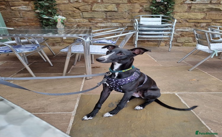 Whippet dogs - Advert 4