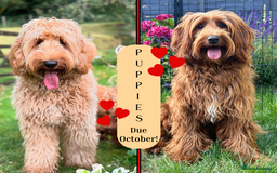 Australian Labradoodle dogs for sale: Superior Australian Labradoodles Due October - Image 1