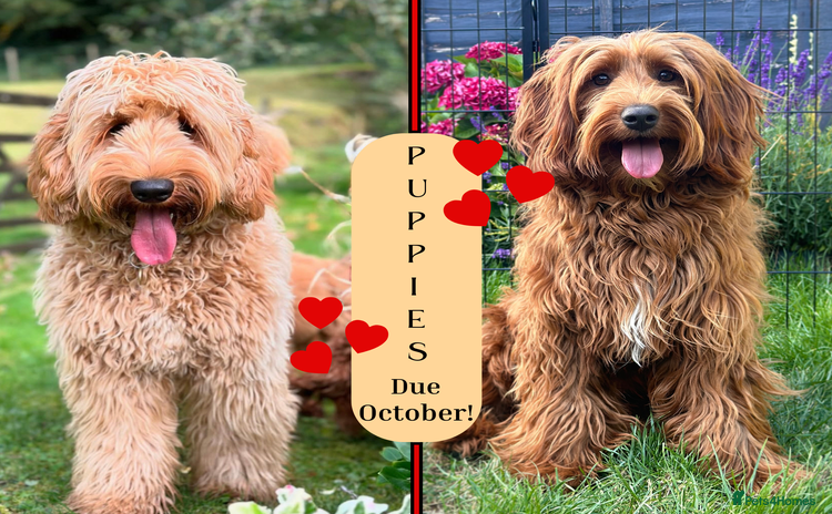 Australian Labradoodle dogs - Advert 8