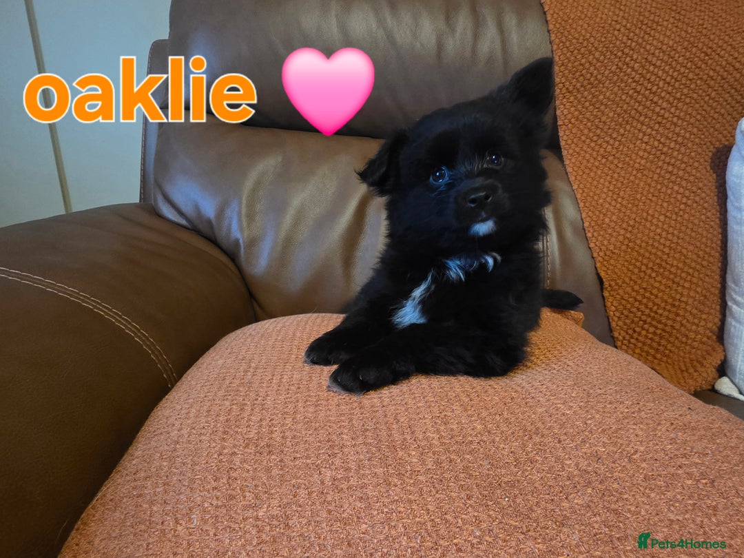 Pomsky dogs for sale: Pomsky puppy GIRL **READY for her new 🏡** - Image 10