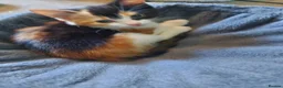 Mixed Breed cats for sale: Four beautiful kittens  in London - Advert 8