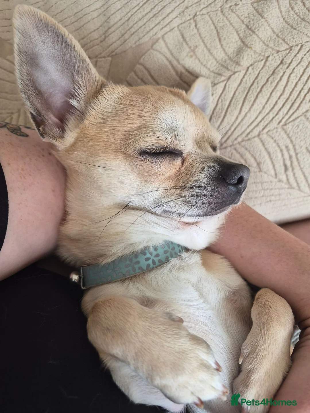 Chihuahua dogs for sale: Male chihuahua 3 years old in Torpoint - Advert 4